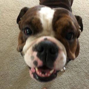 Meet your Posher, Bradie